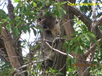 14_Koala 1 of 2 sighted concurrently_6Jan2015.jpg